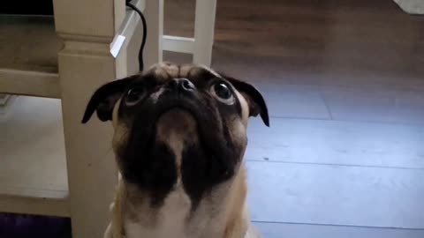 Pug Tries to Catch a Peanut Mid Air