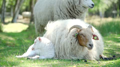 A cute sheep mother and daughter on the lawn~ Isn't she so cute?