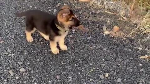 German shepherd puppy