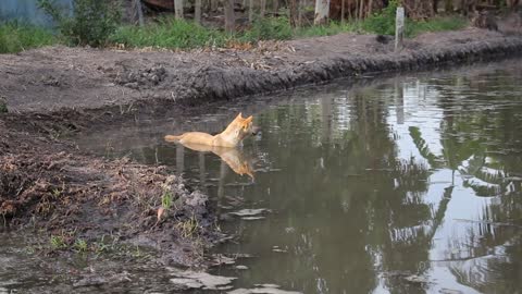 Funny dog ​​relaxing in the water and frolicking with birds and trees