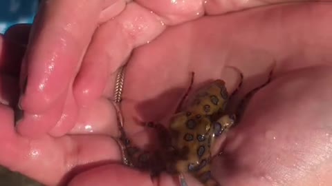 Posts video of meholdinglil dangerous squishy octopus