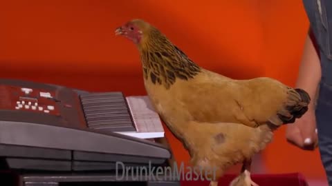 Americano’s got talent [chicken & Parrot 🦜 sing karenni song] #djkhaled