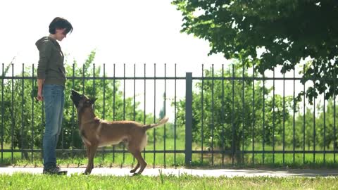 Basic Dog training --Top 10 Essential commands Every day should Know