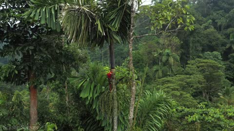 Amazon Wildlife In 4K - Animals That Call The Jungle Home | Amazon Rainforest | Relaxation Film