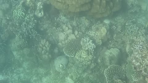 Snorkeling Adventures Philippines. Check out the coral reef is coming back alive