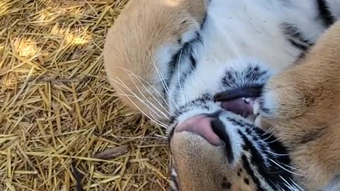 Belly rubs!! Even if it only lasts for 0.5 seconds!