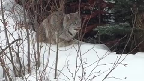 This Is One Of The Closest Footages Of A Friendly Lynx Caught On Camera