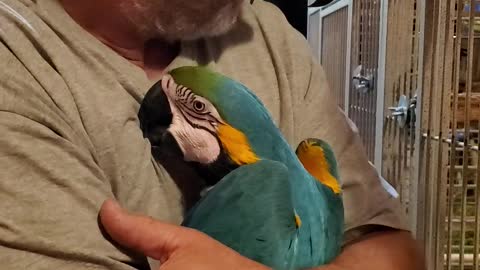 Man Gives His Macaws Goodnight Hugs and Kisses