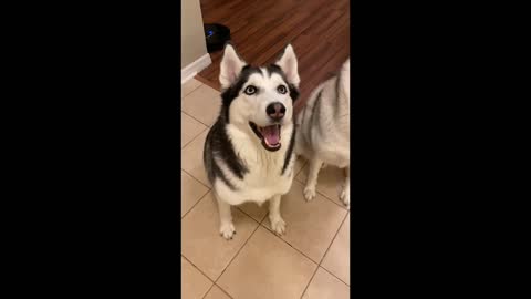 Siberian Husky Does EVERY TRICK Until You Ask Her To Do THIS...