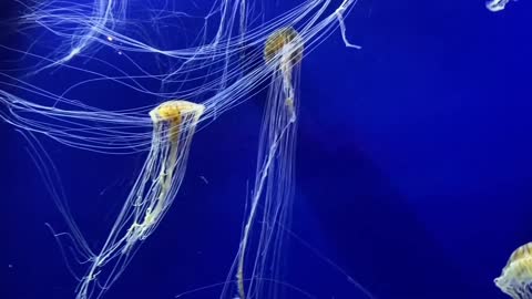 Beautiful Jellyfish Compilation #2