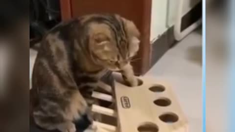 Try to stay SERIOUS -The most popular CAT videos #cat #catfunny #funnyvideos