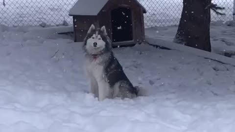 No friends on powder day ❄️ #husky #snowday #snowdog