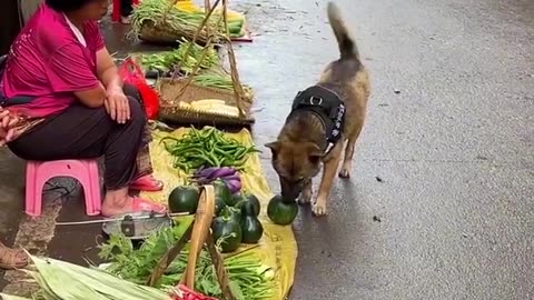 High IQ dog helps owner to buy groceries🍈