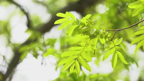 Young leaves