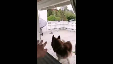 Jealous dog sticks head through pet door and watches Norway man play fetch with other dog