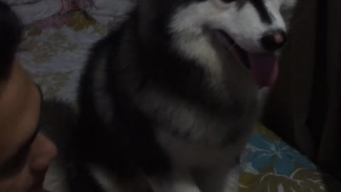 Needy Husky Pup