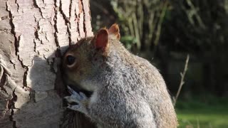 Chipmunk vs squirrel