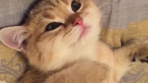 Funniest Cats 😹 - Don't try to hold back Laughter 😂 - Funny Cats Life World