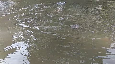 FEEDING GIANT FISH