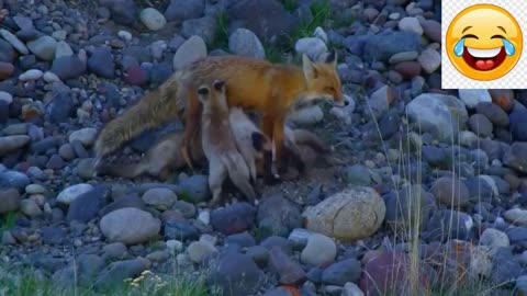 Tiny Marvels | Baby Animals' Compilation of Utterly Charming Moments - Cutest Animals