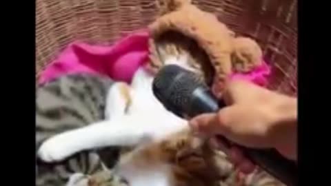 "Funny video of a dog and a cat Funny movies of animals that make you laugh".