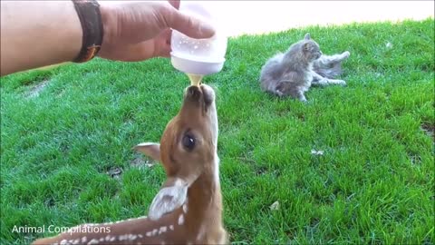 Deer baby's Jumping and hopping