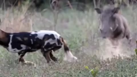 warthog vs wild dog