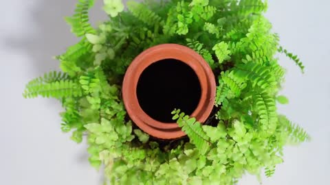 terraplanter - the inside out planter