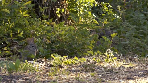 Ultimate cute rabbits video 🐇