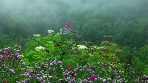 Rain Sounds with Tibetan Singing Bowls and Birds Chirping