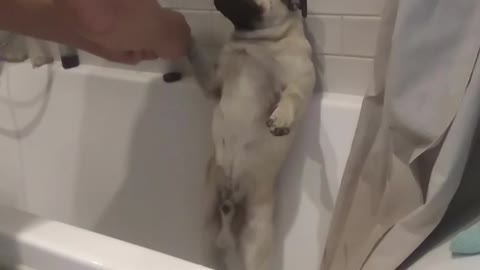 Dog Loves To Take Showers While Standing