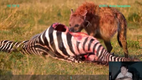 Hynnas hunting Zebra 🦓 for their morning 🌅 breakfast