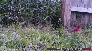 Backyard Trail Cam - Male Cardinal