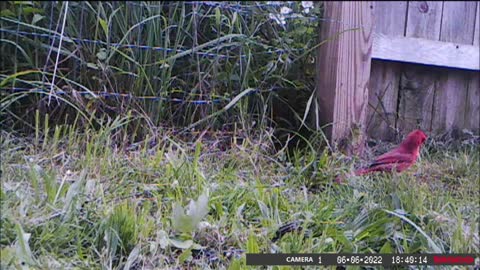 Backyard Trail Cam - Male Cardinal