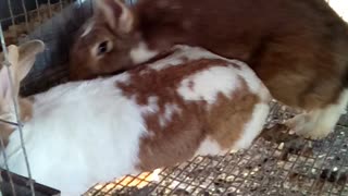 Breeding rabbits