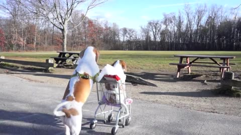 Dogs' Epic Shopping Cart Voyage: Funny Dogs Maymo & Penny