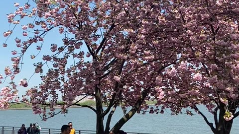 Liberty Island