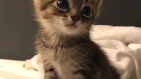 Cute baby cat video edit part 2