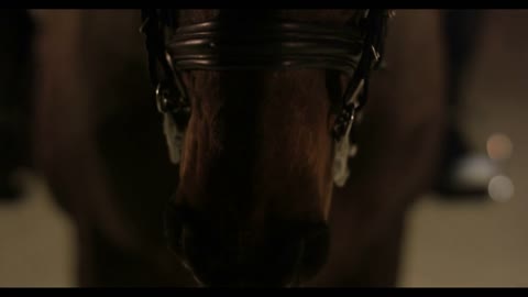 front of horses head while wearing riding gear