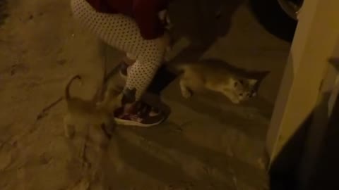 Cute baby play with baby cats