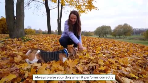 Five easy tricks you can teach your dog at home