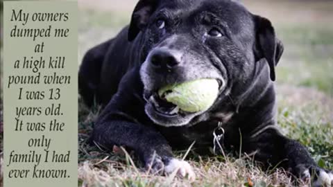 Oreo, 13 Years Old, Dumped By Only Family He Knew