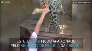 Jaguar brinca com criança nos EUA