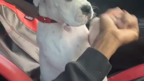 Watch a Dog get irritated by aggressive owner