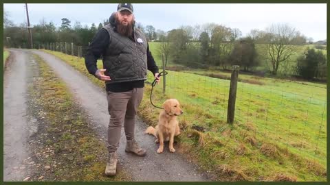 How Teach Your Dog Good walking behaviour.