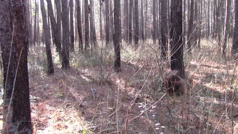 Solo Overnight Bushcraft Camp Below Freezing