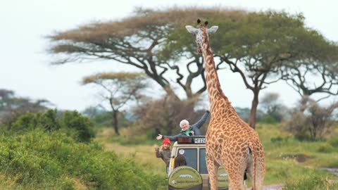 Amazing scene in safari park of tourists on SUV posing with giraffe in shot