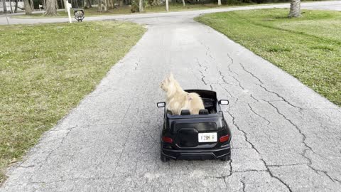 Cat Goes Cruising in RC Car