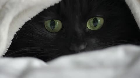 Black fluffy cat with green eyes lies wrapped in a blanket. Halloween symbol