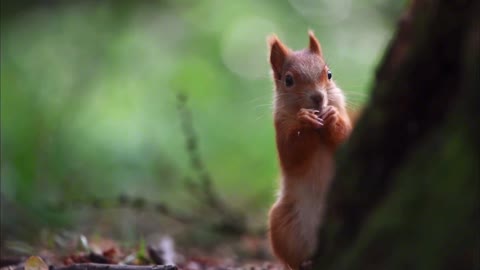 What a cute little squirrel